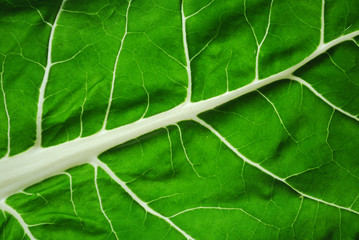 Feuille de Blette (gros plan) - Chard Leaf (close-up)