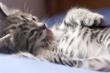 Kitty taking a bath.