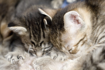 Kittens suck mother cat's breast for milk feeding