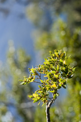 single branch