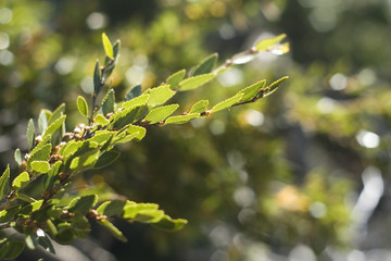 tree branches and leaves in sunny day