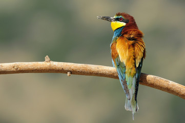 Bee-eater (Merops apiaster), Israel