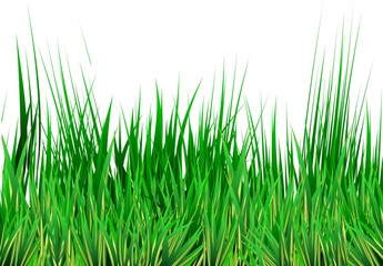 Fototapeta na wymiar Green lawn vector