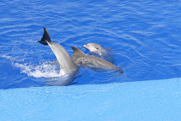 coda delfino