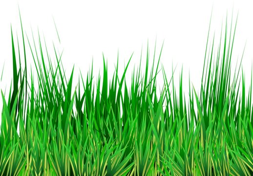 Green lawn vector