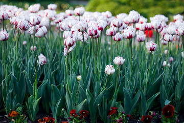 Fototapeta premium white tulips in the garden