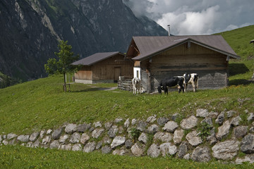 K&uuml;he auf der Hochalm