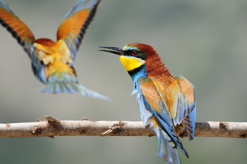 Bee-eater (Merops apiaster), Israel
