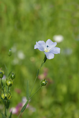 blaue Lichtnelke