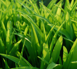green grass detail