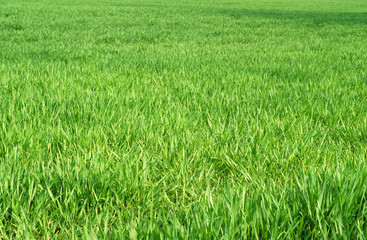 green grass lawn