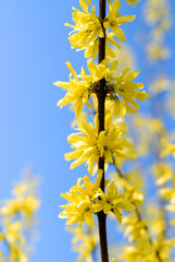 golden rain -  forsythia