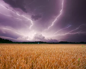 Zelfklevend Fotobehang Onweer Storm over tarwe