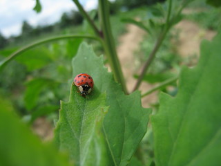 ladybug on the green pea leaves