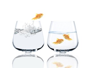 Goldfish jumping
