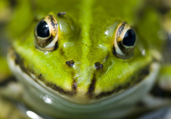 frog
