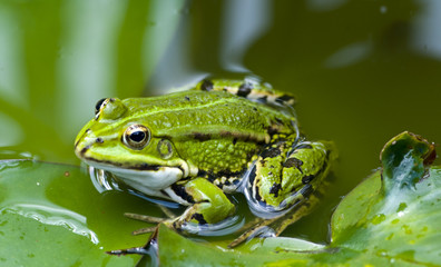 Obraz na płótnie Canvas frog