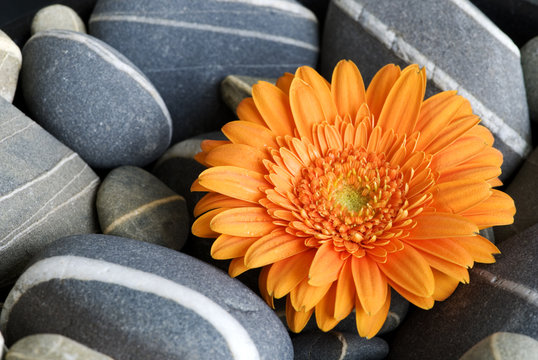 Fototapeta Gerbera auf grauen Kieseln
