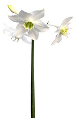 tige de lys de la vierge © Unclesam