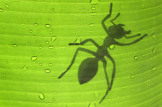 fourmi sur feuille de bananier