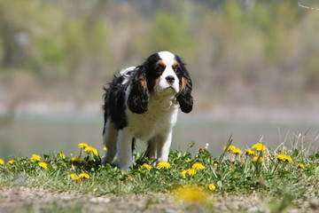 bébé cavalier king charles spaniel de face dans l'herbe