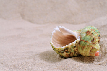Sea shell in sand