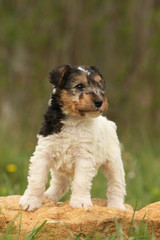 petit chiot fox terrier à poil dur debout sur une pierre