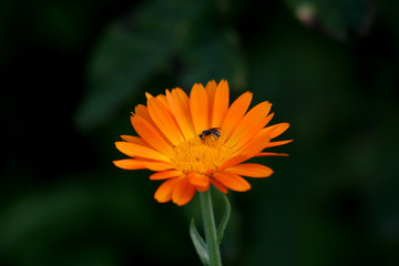 calendula