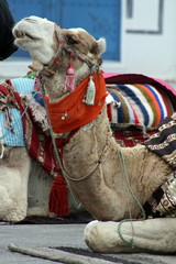 Camello en Túnez