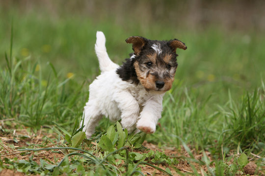 petit chiot fox terrier &agrave; poil dur courant dans l'herbe