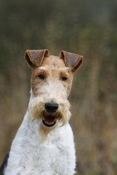 fox terrier face