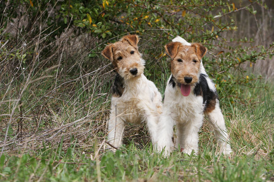 deux fox terrier &agrave; poil dur arr&ecirc;t&eacute;s dans les hautes herbes