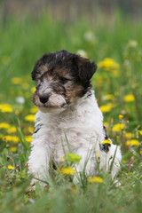 chiot fox terrier à poil dur assis de face parmis les pissenlits