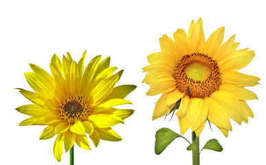 Naklejka premium Sunflowers (isolated)