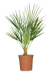 palmier dans pot