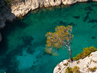 arbre de calanques