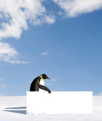 Obraz premium Penguin