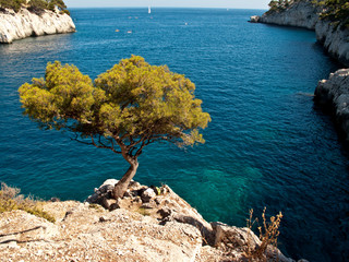 arbre sur calanque