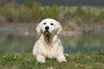 jeune golden retriever mouillé couché de face dans l'herbe