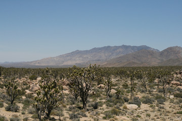 Fototapeta na wymiar Joshua trees in Mojave Desert, California