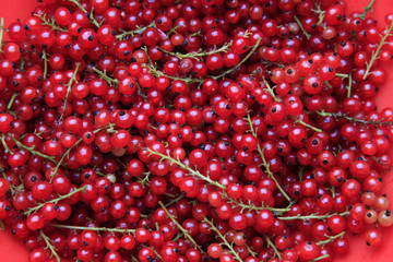 Red currant