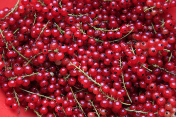 Red currant