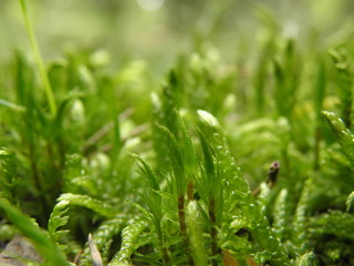 mech z bliska © Tomasz Sergej