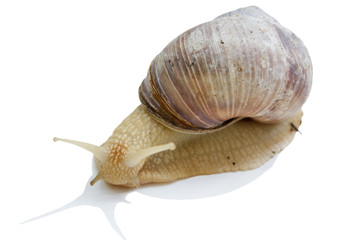 Snail against white background