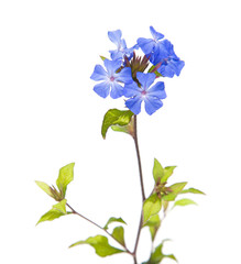 ceratostigma flowers, isolated on white