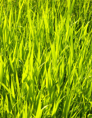 green grass