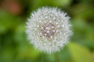 Fototapeta premium Pusteblume