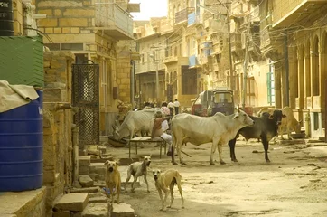 Deurstickers vache sacrée en Inde © Production Perig