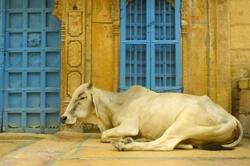 Foto op Plexiglas vache sacrée en Inde © Production Perig