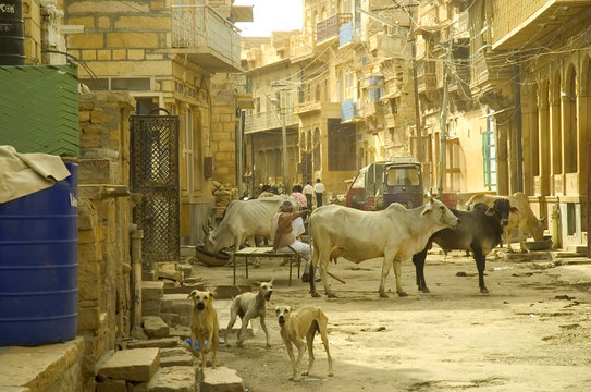 vache sacr&eacute;e en Inde